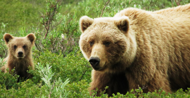 Bear with cub at Denali National Park.