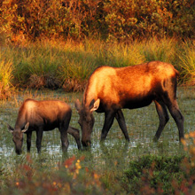 Moose at Denali National Park.