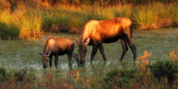 Moose at Denali National Park