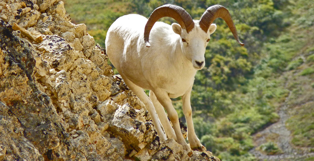 Dall sheep at Denali National Park.