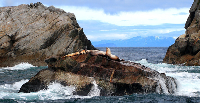 Sea Lions at Kenai Fjords National Park near Seward.