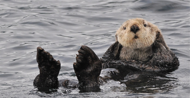 Sea Otter playing new Seward Alaska.