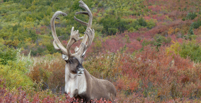 Take the Denali Express to Talkeetna or Denali National Park from Anchorage.