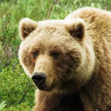Bear with cub at Denali Park.