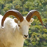 Dall sheep at Denali Park.