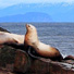 Seals at Kenai Fjords National Park..