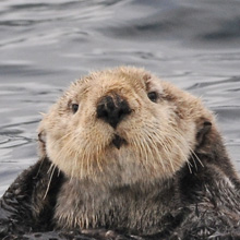 Sea otter near Seward.
